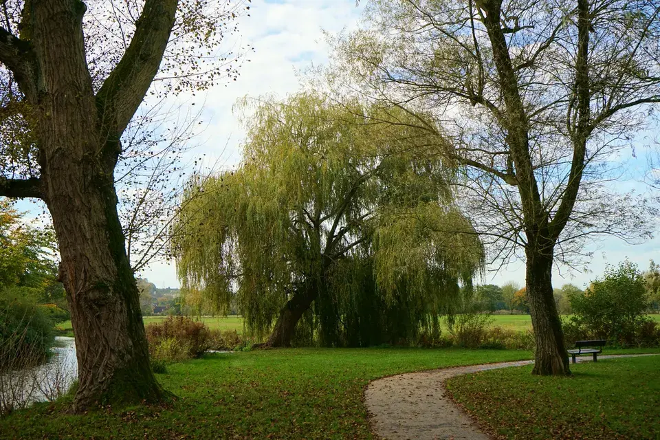 mold removal Winter Garden